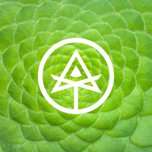 Autodidact Beer Inner Paths